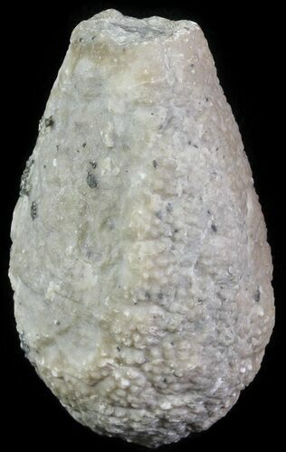 Cystoid (Holocystites) Fossil - Indiana #61981